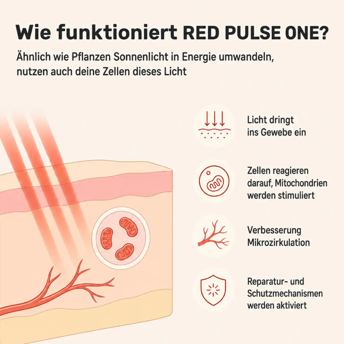 Infografik ARTZT neuro RED PULSE ONE Rotlichttherapie-Gerät – Wirkweise in vier Schritten: Licht dringt ins Gewebe ein, Zellen reagieren und Mitochondrien werden stimuliert, Mikrozirkulation verbessert sich, Reparatur- und Schutzmechanismen werden aktiviert (generiert mit KI)